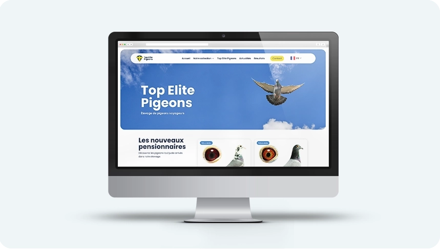 création site internet top élite pigeons bretagne agence web